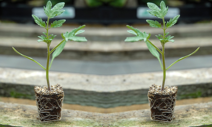 Image 8: Up to 6 Potted Plants or Up to 10 Postiplugs of Mixed Tomato Plants