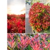 Image 1: 3 ou 6 plants de photinia fraseri "Red Robin"