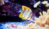 One Hour of Aquarium Service or Aquarium with Installation and Fish from Living Art Aquatic Design (Up to 57% Off)