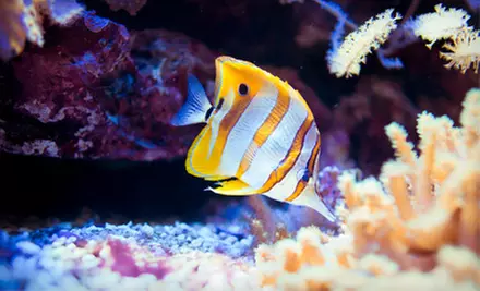 One Hour of Aquarium Service or Aquarium with Installation and Fish from Living Art Aquatic Design (Up to 57% Off) - Primary Image