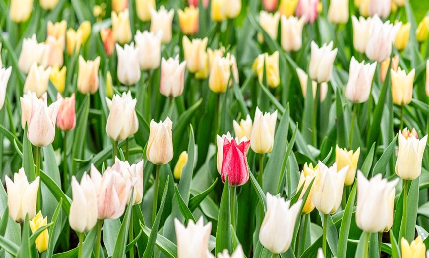 Image 6: 32 Tulip Bulbs – Vibrant Colour Changing Variety