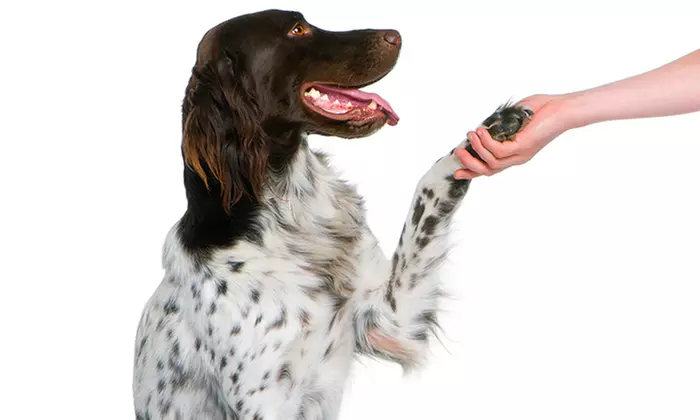 One or Five Days of Dog Daycare at Pet University (54% Off) - Primary Image