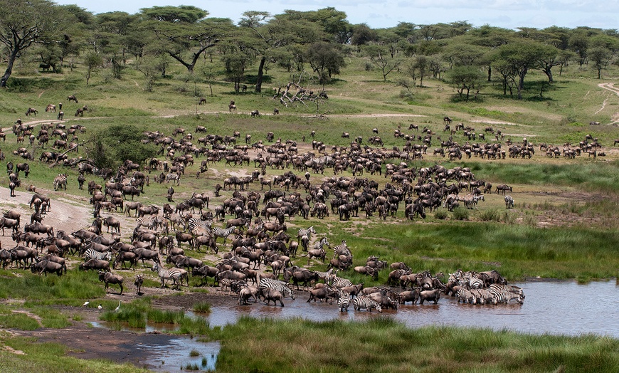 Tanganyika | Groupon