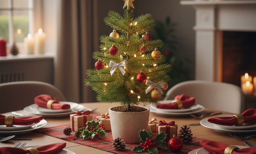 Image 1: 4" or 6" Norfolk Island Pine with Free Shipping (Up to 10%Off)