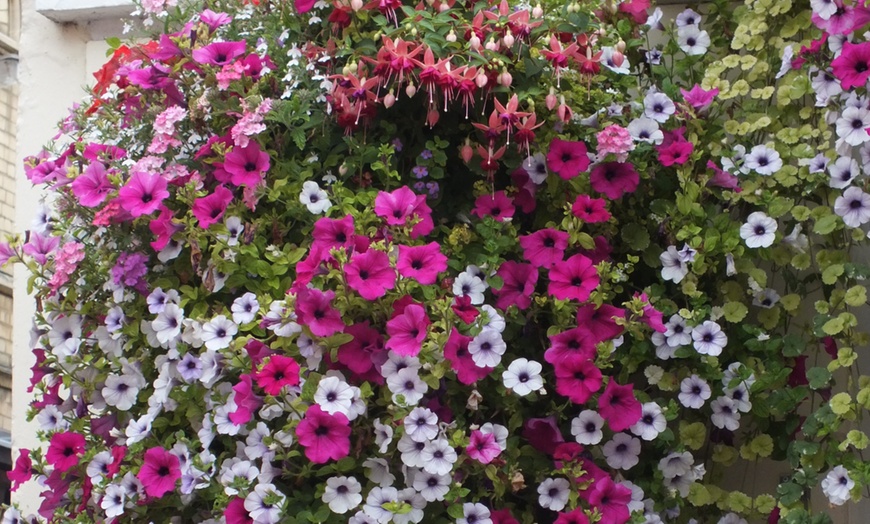 Image 2: Up to 30 Petunia Trailing Plants