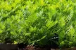 7/10 Gallon Potato Grow Bags Side Window Vegetable Grow Bags - Second Medium