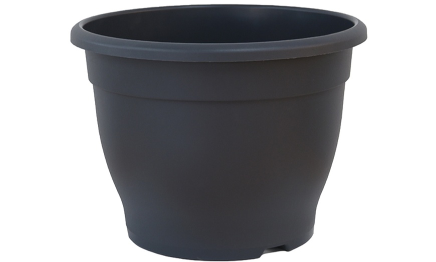 Image 2: 1 or 2 Photinia Red Robin Standard Tree with Patio Planter