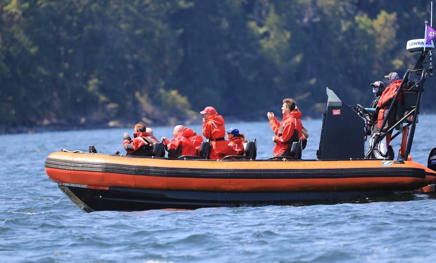 Image 4: Experience a 1/2 Day Eco Tour or Sunset Whale Watching for One or Two