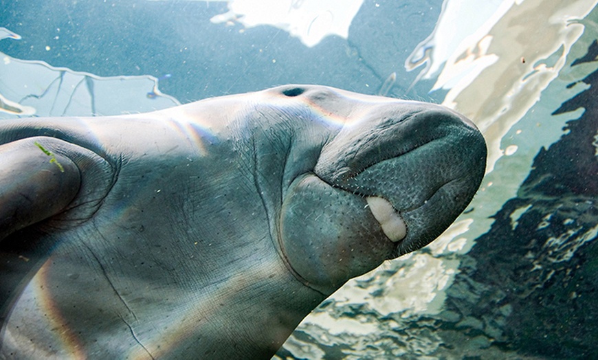 Image 7: Learn About 13,000+ Animals & 14 Themed Zones at Darling Harbour