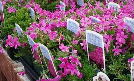 $15 for $30 Worth of Plants and Gardening Supplies at Reems Creek Nursery  - Primary Image