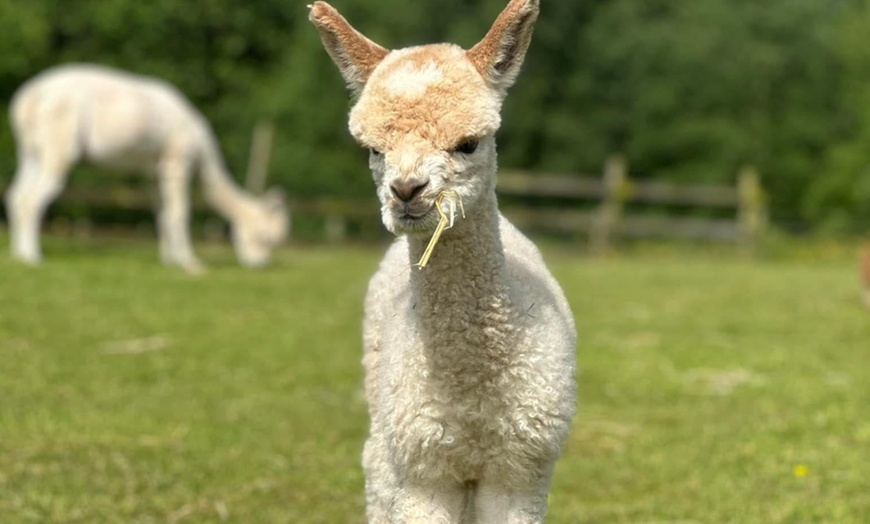 Image 8: Discover a Private Alpaca Farm Experience for a Family of 4, 5, or 6