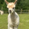 Image 8: Discover a Private Alpaca Farm Experience for a Family of 4, 5, or 6