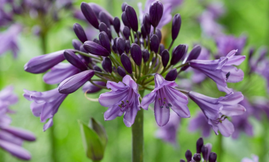 Image 7: Two or Four Summer-Flowering Agapanthus Duo Plants 9cm