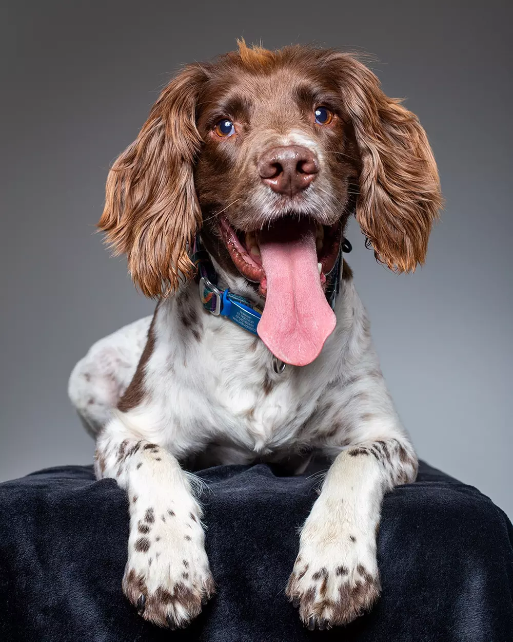 Pet Photoshoot I 8'' x 6'' Print I Barrett & Coe Studios