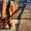 Image 8: Fun Horse Riding Lesson or Summer Horse Camp