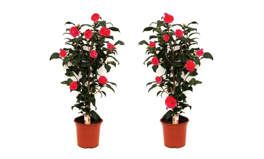 Image 4: 1 of 2 Camellia struiken