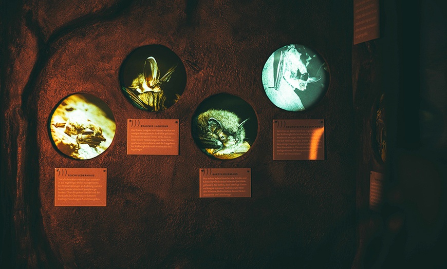 Image 8: Eintritt für die Fledermaus-Erlebnisausstellung inkl. Getränk 