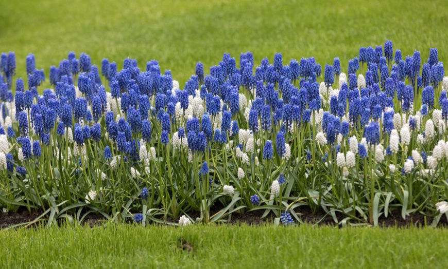 Image 1: Muscari Grape Hyacinth - Pink, Blue and White Spring Bulbs