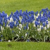 Image 1: Muscari Grape Hyacinth - Pink, Blue and White Spring Bulbs