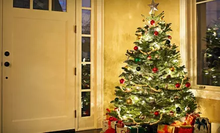 Natural Christmas Trees at Mr. Jingles﻿ (Half Off). Two Options Available. - Primary Image