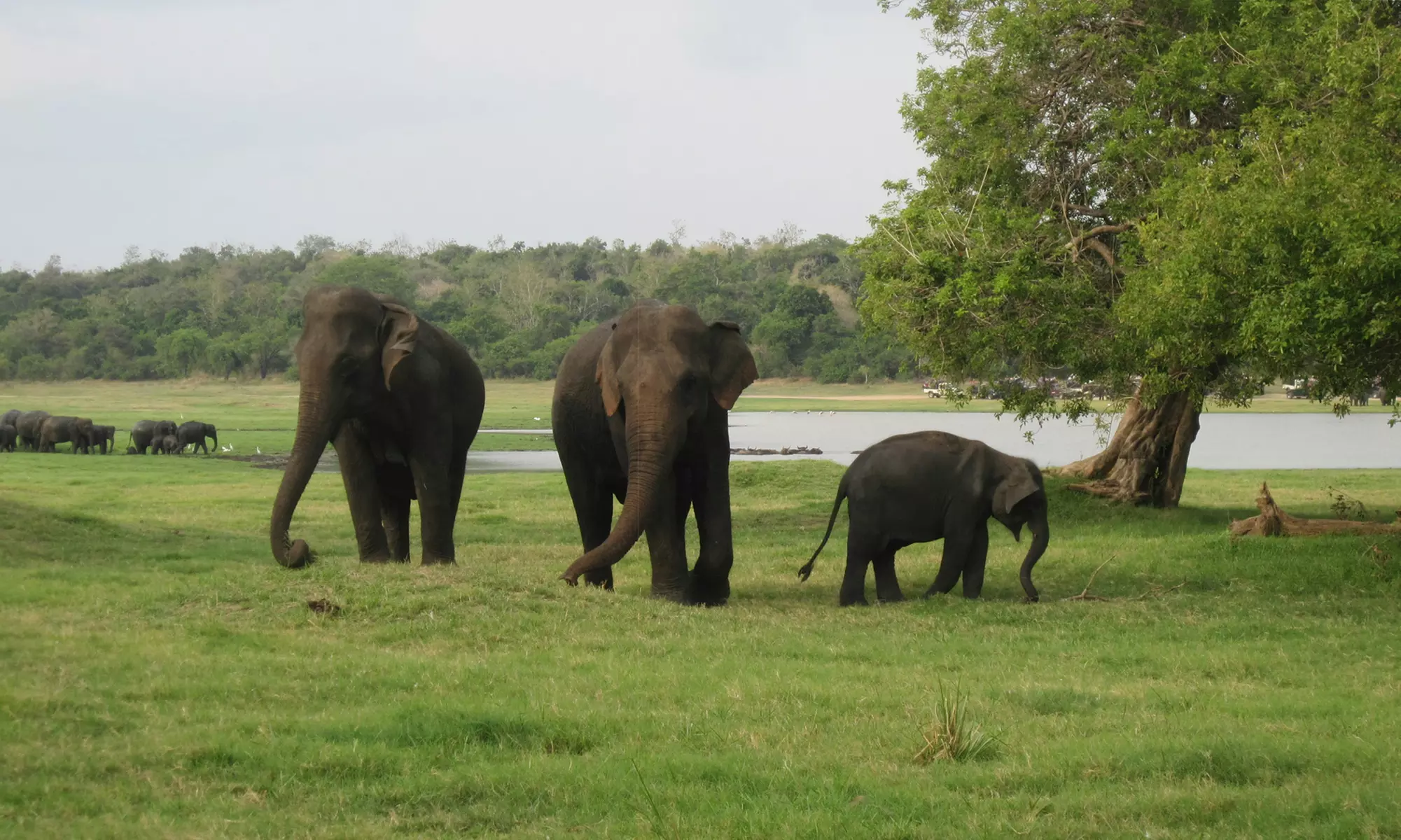 Beruwala: 3 or 4 Nights with Daily Breakfast, Dinner, City Tour & More