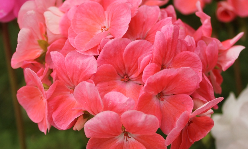 Image 8: 10 or 20 Geranium 'Parade Mix' Garden-Ready Plants