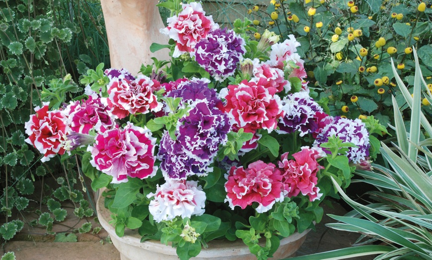 Image 4: Lucky Dip Summer Bedding Plants - Up to 144 Plants