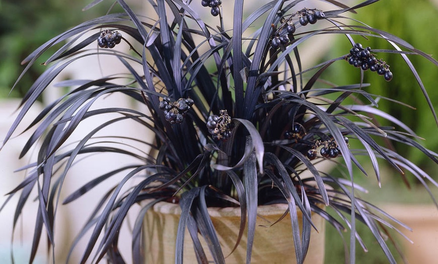 Image 1: Pack of Three Ophiopogon Black Mondo Grass potted Plants 