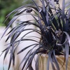 Image 1: Pack of Three Ophiopogon Black Mondo Grass potted Plants 