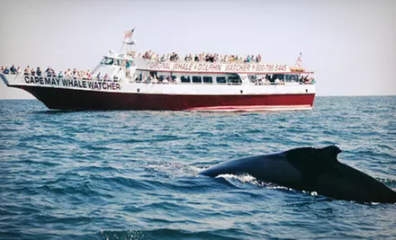 Three-Hour Tour for One, Two, or Four from Cape May Whale Watcher (Up to 58% Off) - Primary Image