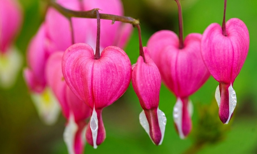 Image 2: One or Two Dicentra Spectabilis Spring Perennial, Large Root Clump