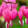 Image 2: One or Two Dicentra Spectabilis Spring Perennial, Large Root Clump
