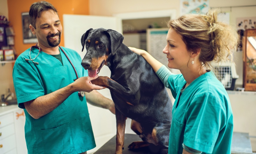 Image 2: Get Vet Consultation For Dog/Cat, Canine/Feline 1 Yr Package, or More