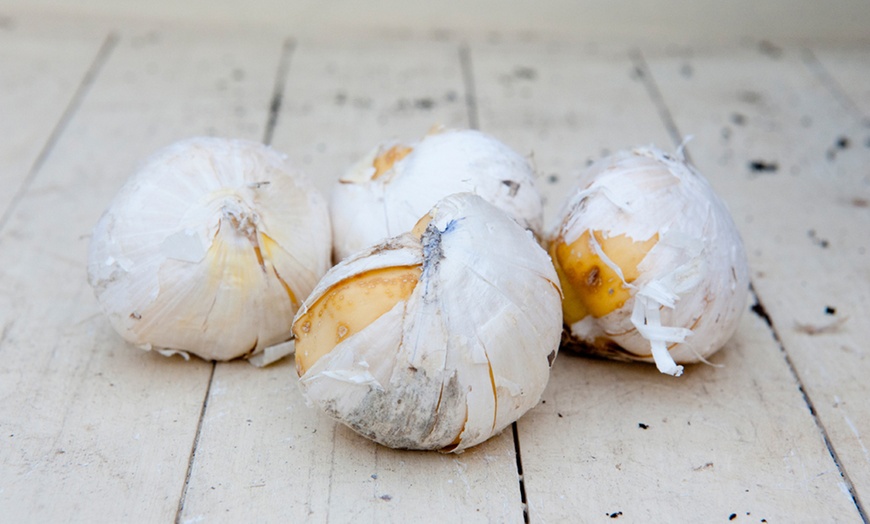 Image 9: Allium Bulbs Collection
