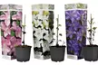 1 ou 2 lots de 3 clématites assorties avec pot de cultures - Second Medium