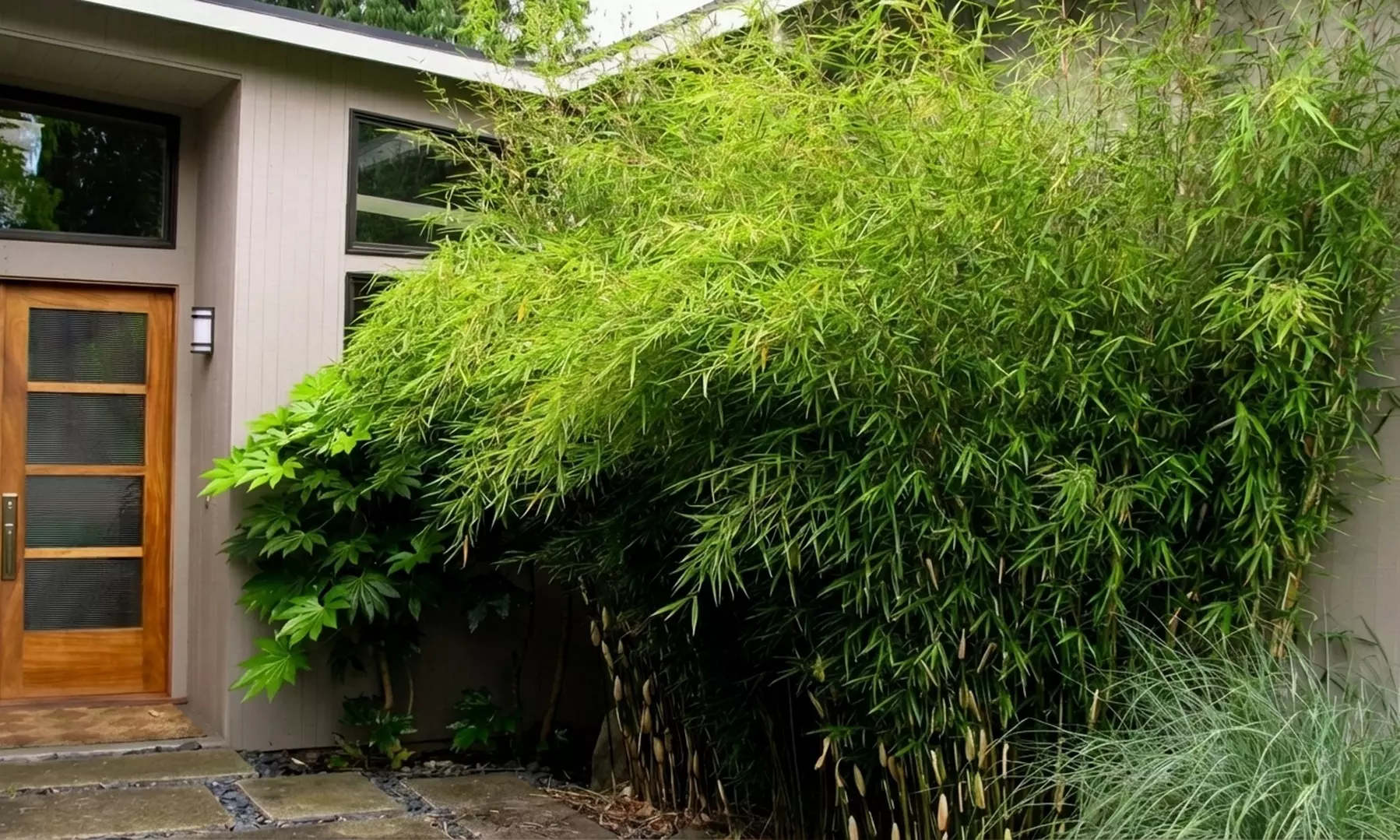 1 o 2 plantas de Fargesia Red Dragon