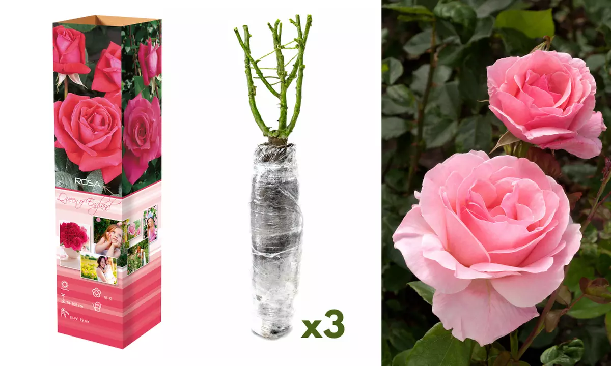 Roses : Dame de Coeur, Joro, Gloria Dei, entre autres