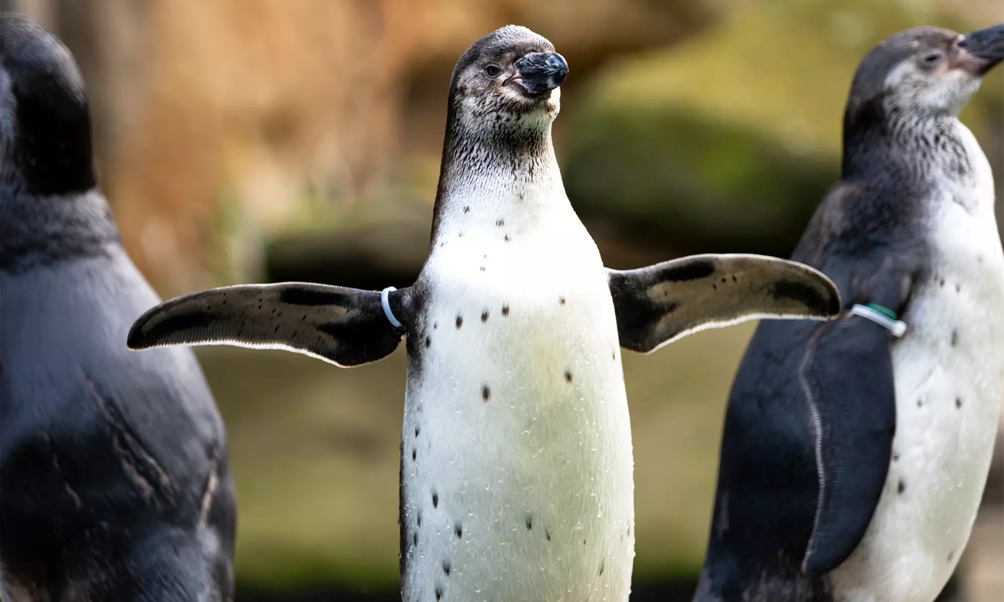 Tageskarte für 1 Erwachsenen im Zoo Dresden im Januar oder Februar '26