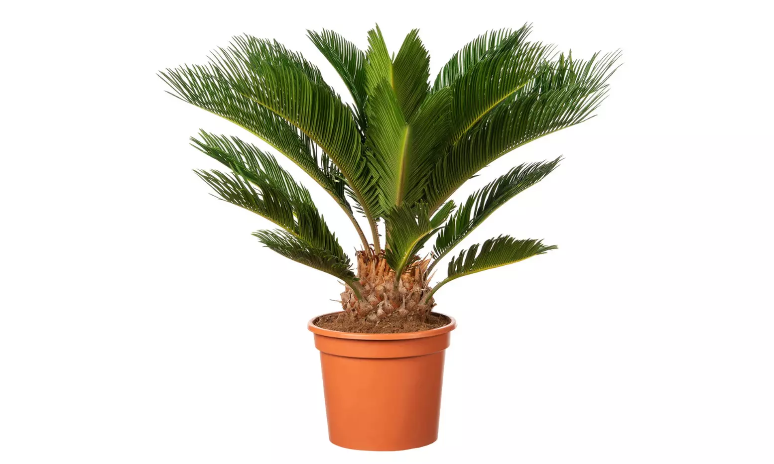 Cyca japonesa de tamaño normal o grande con maceta, de Gardenzo