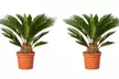 1 o 2 cycas japonesas (cyca revoluta), de tamaño normal o grande, entregadas en maceta, de Gardenzo - Image 2