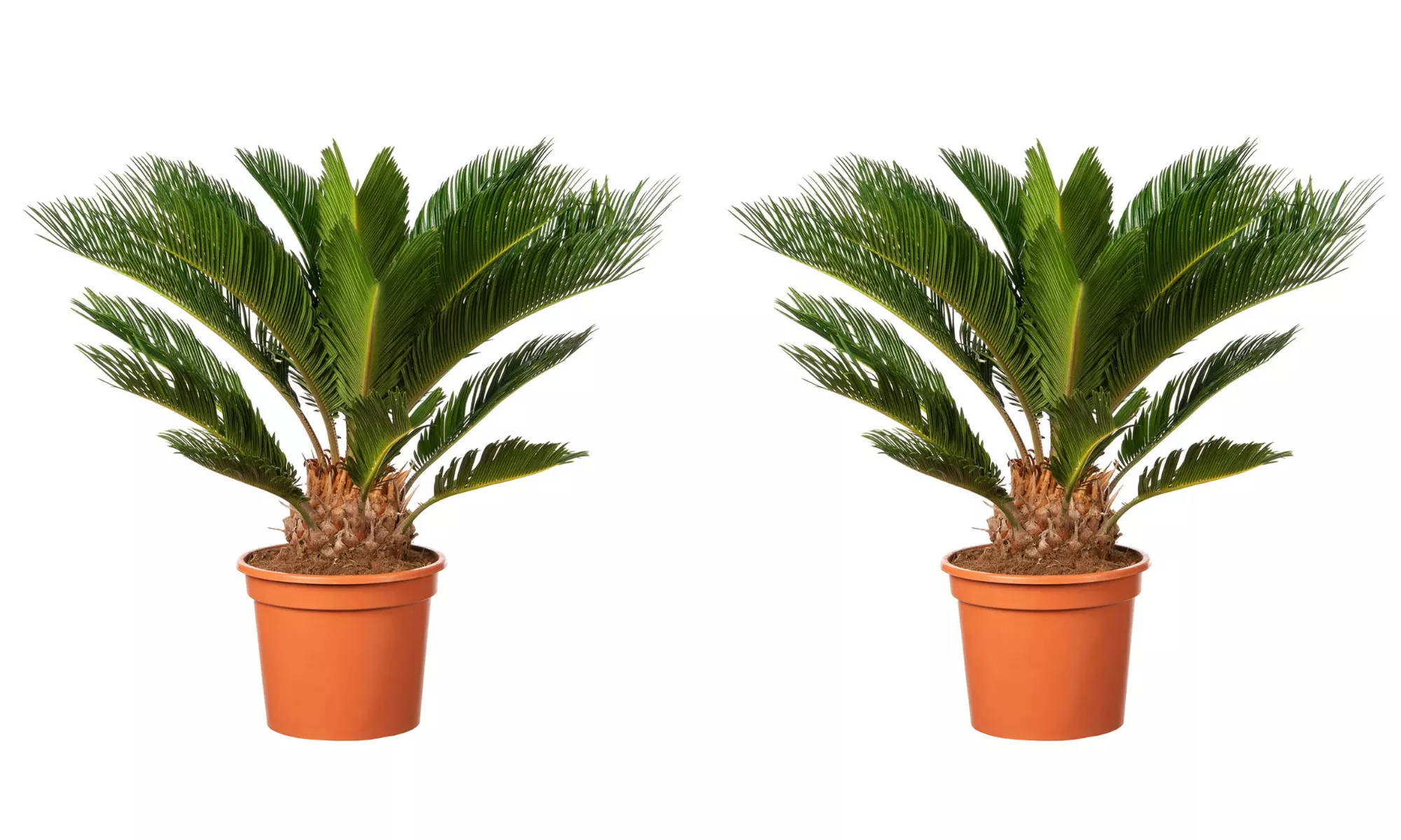 Cyca japonesa de tamaño normal o grande con maceta, de Gardenzo