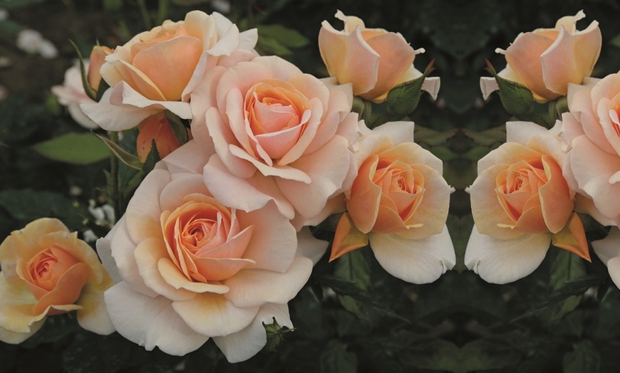 Image 7: Rose of the Year Winners Collection - 4 Plants