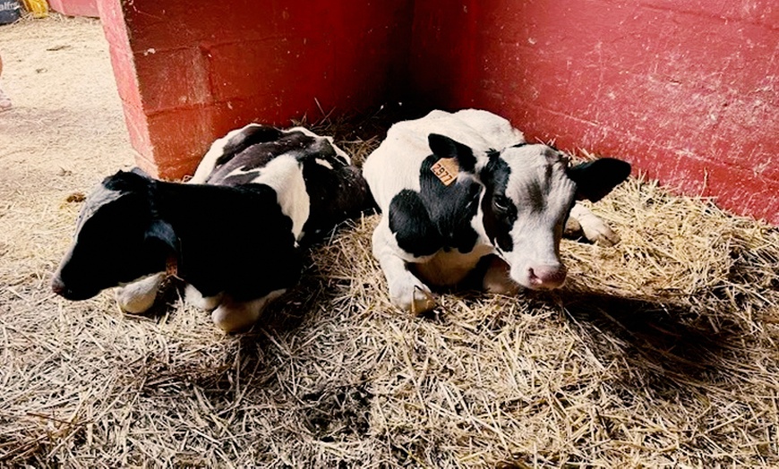 Image 2: Visita a granja escuela para hasta 8 personas con talleres y animales