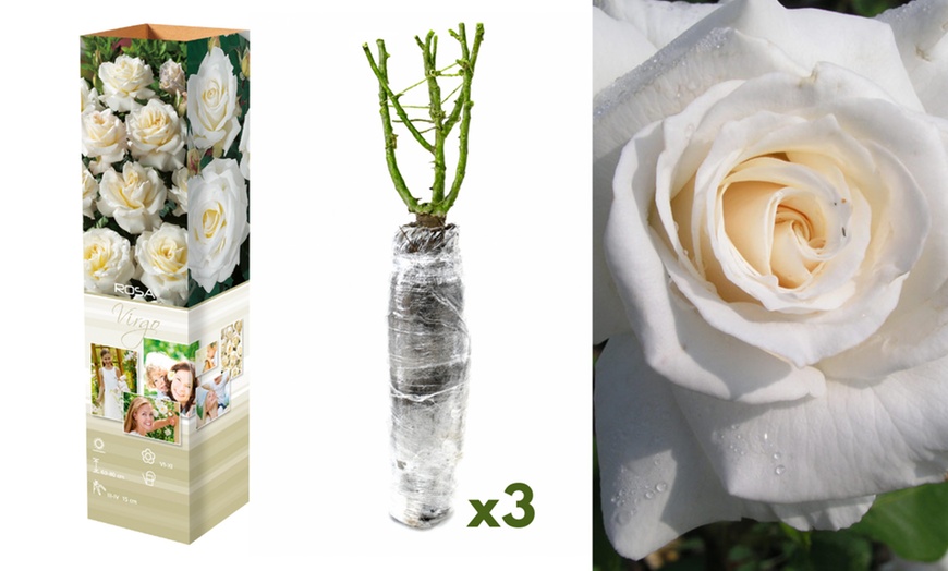 Image 3: Set di 3 o 6 rose olandesi a fiore grande 