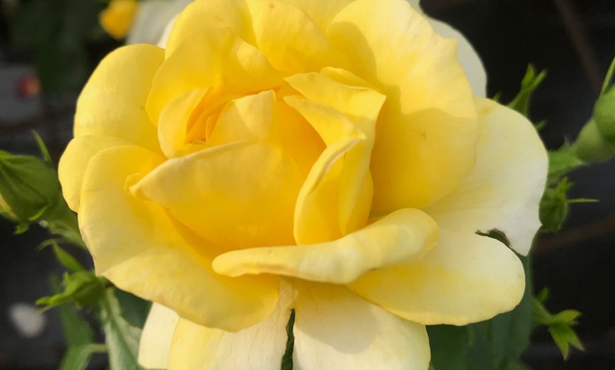 Image 2: Rose 'Isn't She Wonderful' - 1 or 2 Potted Plants