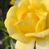 Image 2: Rose 'Isn't She Wonderful' - 1 or 2 Potted Plants