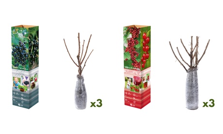 3 ou 6 plants de groseilles , 3 , Noir