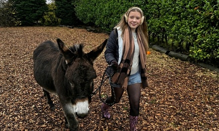 For one: 60-Min Donkey Trekking and Feeding Experience - Wetley Moor Alpacas