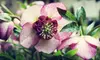 Plants or Trees at Fraser's Thimble Farm in Salt Spring Island (Half Off)