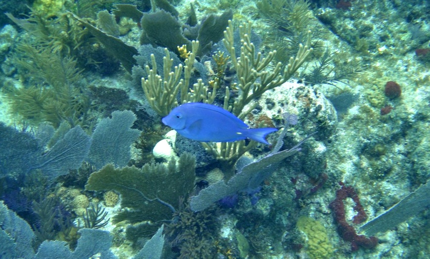 Image 3: Snorkel Key Largo with Reef Roamer - Afternoon Tours with Gear Included!